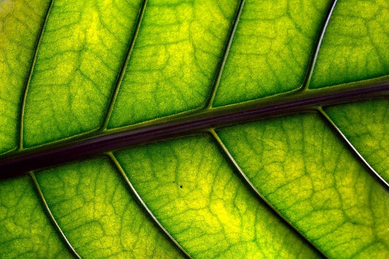 Nature Collage Art