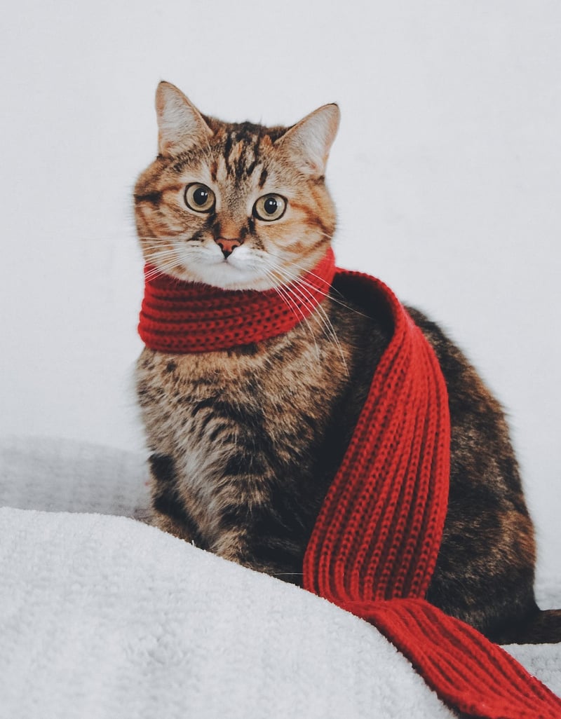 Sustainable Scarf